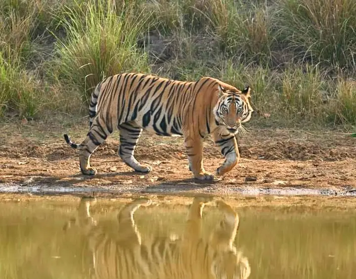 Valmiki Tiger Reserve wildlife forest West Champaran
